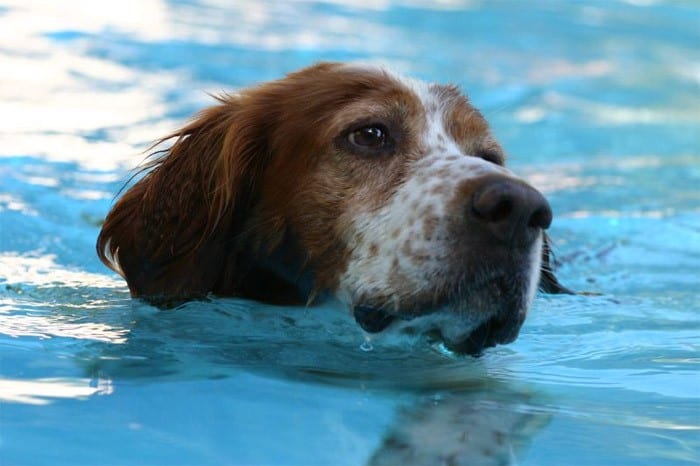 dog pool Kingston