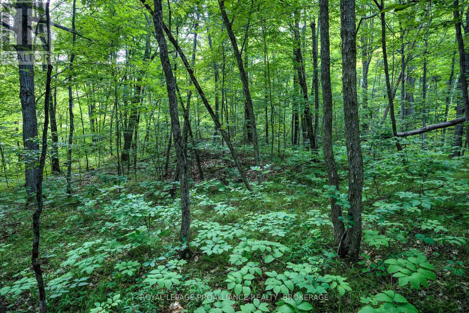 572 Oak Bluffs Road, South Frontenac (Frontenac South), Ontario  K0H 2B0 - Photo 23 - X9410689