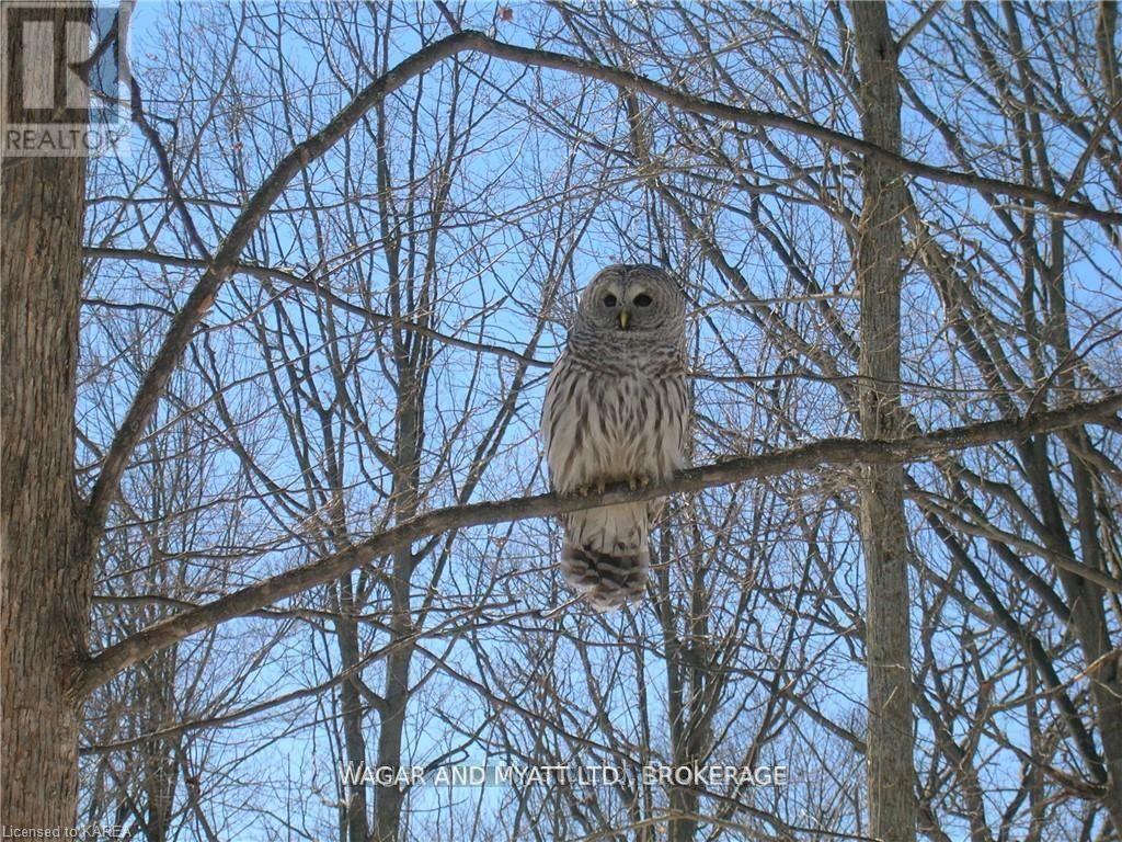 .. Bridge Street W, Greater Napanee, Ontario  K7R 3L1 - Photo 11 - X12383476